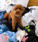 K dispozici je doma vycvi�en� �t�n� pudla