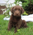 Velmi roztomil� �t���tka labradorsk�ho retr�vra