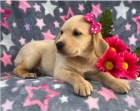 Labrador�t� retr�v�i k adopci