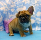 L�skav� a zdrav� �t�n� francouzsk�ho buldo�ka k dispozici