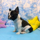 �t��ata francouzsk�ho buldo�ka Akc p�ipravena