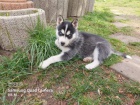 Sibi�sk� husky �t��ata s PP