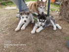 Sibi�sk� husky �t��ata s PP