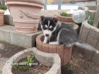 Sibi�sk� husky �t��ata s PP