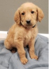 Zdrav tata Labradoodle k adopci