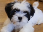 �t��ata shih tzu
