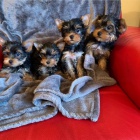 Rozko�n� samec a samice yorkshire teri�r