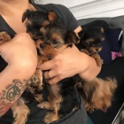 ��lek Yorkshirsk� teri�r