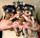 ��lek Yorkshirsk� teri�r