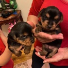 Roztomil� Jork��rsk� teri�r