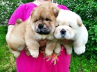 Chow Chow je star� 10 t�dn�