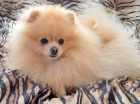 Pomeranian - kryt�