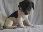 Jack Russell tata