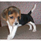 �t��ata Beagle p�ipravena