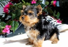ڞasn� yorkie �t��ata