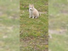 �t��ata Sibi�sk� husky s PP