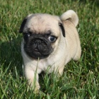 Kr�sn� b�ov� �t��ata mops� na prodej