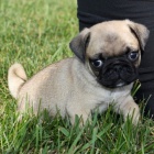 Kr�sn� b�ov� �t��ata mops� na prodej