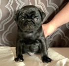 �ern� mops �t��ata k adopci.