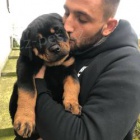 Registrovan� �t��ata rotvajler� k dispozici