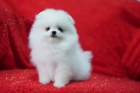 Pomeranian �t��ata k adopci