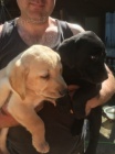 Zdrav� a kr�sn� �t��ata labradorsk�ho retr�vra na prodej.
