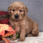 Dob�e tr�novan� �t��ata zlat�ho retr�vra na prodej.