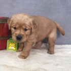 Dob�e tr�novan� �t��ata zlat�ho retr�vra na prodej.