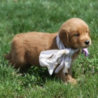 Dob�e tr�novan� �t��ata zlat�ho retr�vra na prodej.