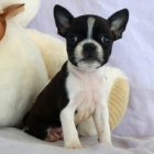 hygienicky a soci�ln� vycvi�en� �t��ata bostonsk�ho teri�ra na prodej