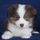 Australsk� ov��k �t��ata �t��ata na prodej