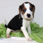 TRIKOL�RA �t��ata Beagle jsou nyn� k dispozici a p�ipravena k prodeji