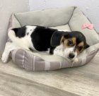 TRIKOL�RA �t��ata Beagle jsou nyn� k dispozici a p�ipravena k prodeji