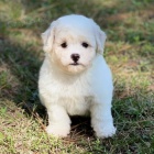 K dispozici jsou kr�sn� �t��ata Bichon frize a p�ipravena k prodeji.