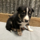 roztomil� �t���tka border kolie na prodej