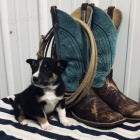 roztomil� �t���tka border kolie na prodej