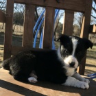 roztomil� �t���tka border kolie na prodej