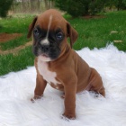 N�meck� �t��ata boxera na prodej