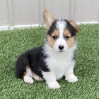 kr�sn� Pembroke Welsh Corgi �t��ata �t��ata na prodej.