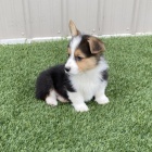 kr�sn� Pembroke Welsh Corgi �t��ata �t��ata na prodej.