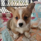 roztomil� �t��ata Pembroke Welsh Corgi Puppies na prodej.