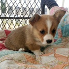 roztomil� �t��ata Pembroke Welsh Corgi Puppies na prodej.