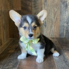 roztomil� �t��ata Pembroke Welsh Corgi Puppies na prodej.