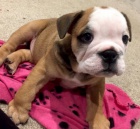 Kr�sn� a and�lsk� �t��ata anglick�ho buldoka na prodej