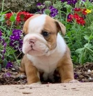 Kr�sn� a and�lsk� �t��ata anglick�ho buldoka na prodej