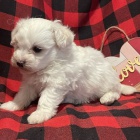 B�l� rozko�n� a zdrav� havansk� �t���tka na prodej.