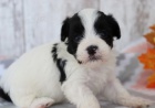 Havanese �t��ata na prodej.