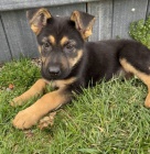 �t��ata n�meck�ch ov��k� na prodej