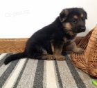 �t��ata n�meck�ch ov��k� na prodej