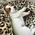 Jack Russell tata